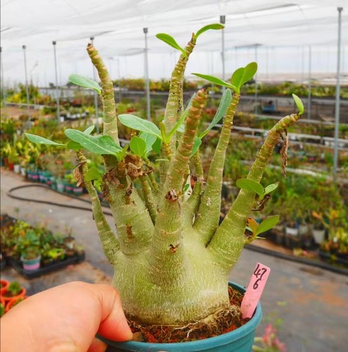 Adenium obesum wysiwyg - adenium,