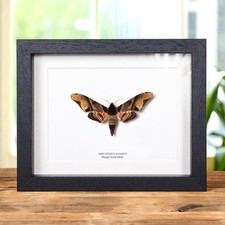 Mango Hawk Moth In Box Frame