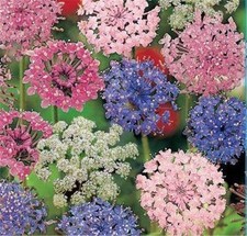 Didiscus Madonna Mixed HA, Sow