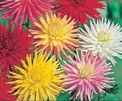 Dahlia cactus hybrids mixed - 'cactus',
