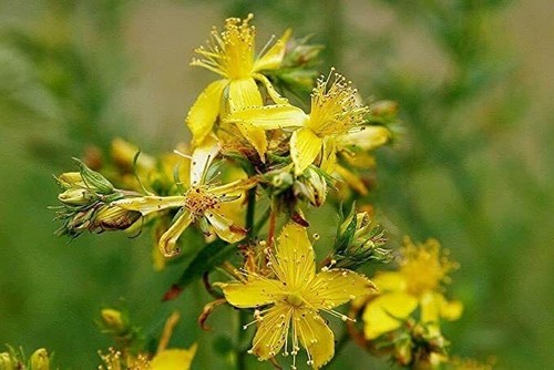 Hypericum hidcote john - hypericum, john's