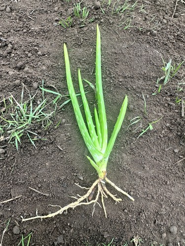 Aloe vera bare - vera, root