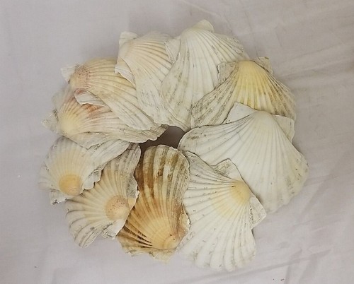 Large clean cornish - 20, x