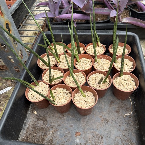 Sansevieria fernwood succulent - fernwood,