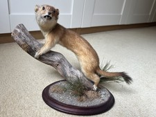Stoat Weasel Marten Polecat Taxidermy mounted On Wood