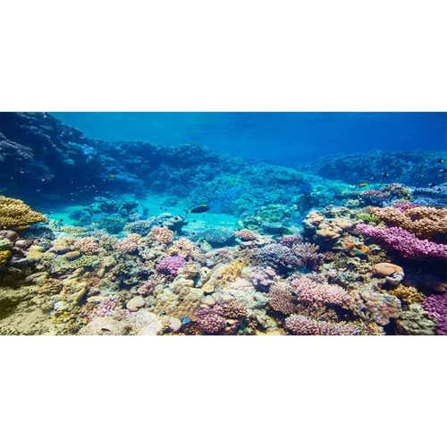 Awert aquarium background - aquarium,