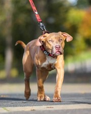 5cm/2" Sport Dog Collar and