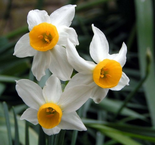 Miniature daffodils - 12,