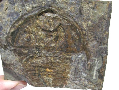 Cambrian fremontia mesonacis - fremontia,