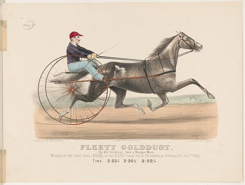 Photo fleety golddust - golddust, horse