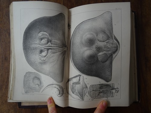 1859 the geologist by - ed,