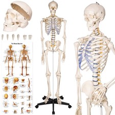 Skeleton human anatomical - human,