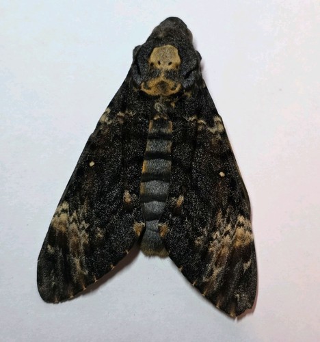 Acherontia atropos a - acherontia, a1-/a-