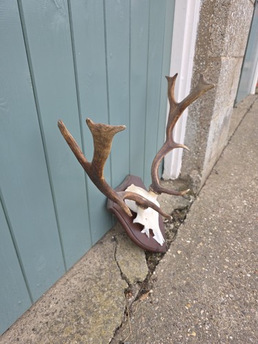 Taxidermy fallow deer antlers - taxidermy,