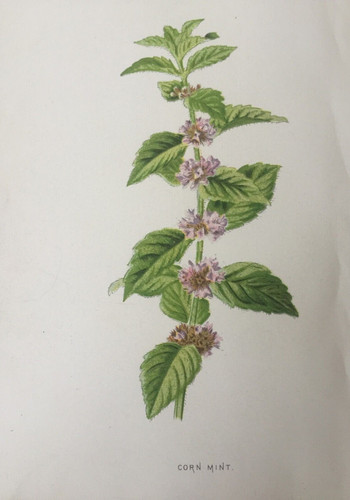 Antique print corn - antique, 1892