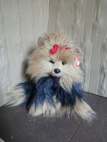 Yorkshire terrier puppy - ty,