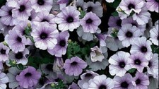 10 X   SURFINIA  TRAILING PETUNIA BLUE VEIN   PLUG PLANTS PRE ORDER FREE POSTAGE