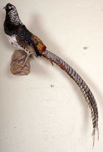 Beautiful diamond pheasant - beautiful,