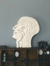 Plaster Cast Anatomical Head / Bust Sculpture, decorative Antique Salvage