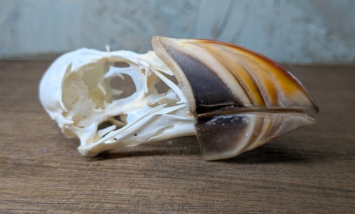 Puffin skull taxidermy - puffin, skull,