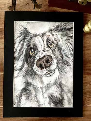 Border collie sheepdog - border,