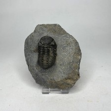 Fossil TRILOBITE- Phacops -