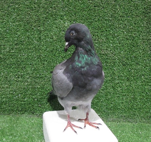 Curved neck grey pigeon - curved,