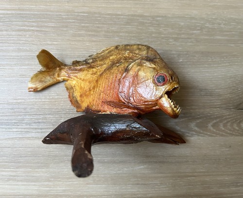 Piranha fish taxidemy vintage - taxidemy,