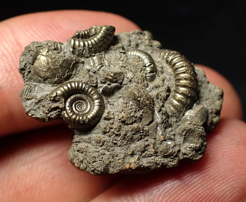 Pyrite multi ammonite - multi-ammonite, fossil