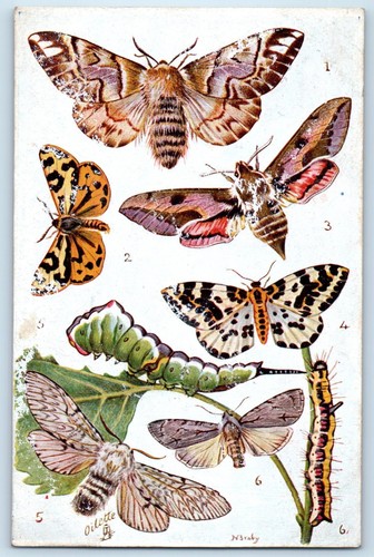 C1910 british butterflies - british,