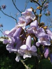 Paulownia tomentosa [syn. imperalis] (Foxglove/Princess) - 50 seeds