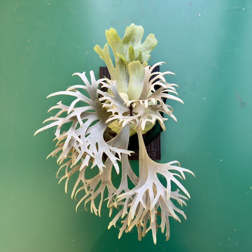 Platycerium willinckii - 🌿,