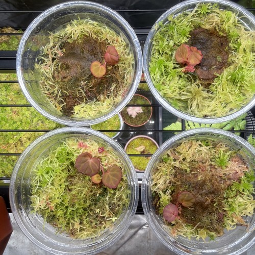 Begonia sarawak - ‘sarawak’, (