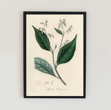 1836 Vintage Plant