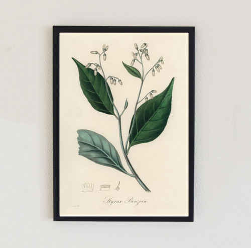 1836 vintage plant - 1836,