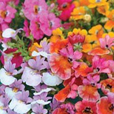 Thompson & Morgan Nemesia