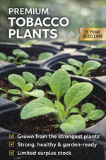 5 Tobacco Plants –