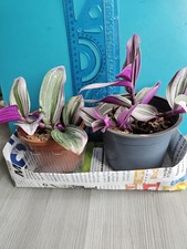 Tradescantia Nanouk/ the