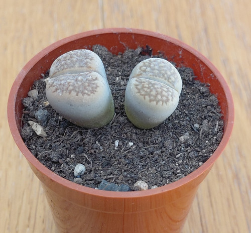 Lithops hallii 053 - lithops,