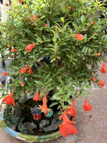 Pomegranate flowering large - pomegranate,