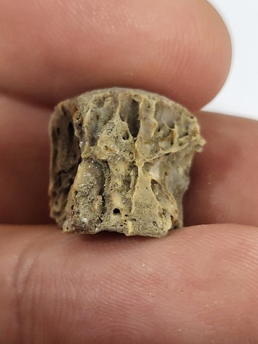 Theropod vertebra fossil - vertebra,