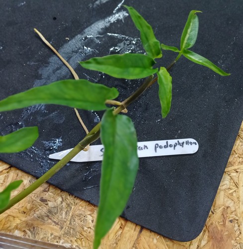 Syngonium podophyllum riparium - podophyllum,