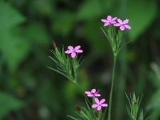Dianthus armeria | Deptford
