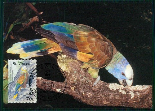 Vincent wwf fauna - st.,