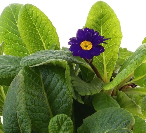 Polyanthus blue boxed bedding - blue,