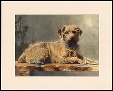 BORDER TERRIER LOVELY LITTLE