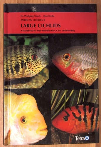 American cichlids large - cichlids,