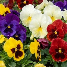 Jumbo Winter Flowering Pansies