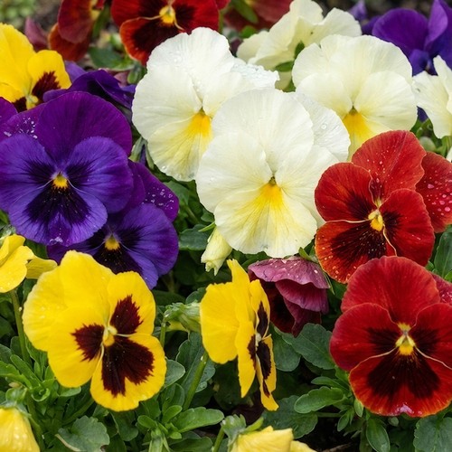Jumbo winter flowering pansies - jumbo,