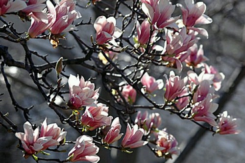 Magnolia tree fresh seeds - tree!!,